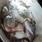 Bed & Breakfast Dal Pescatore 3*
