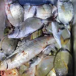 Bed & Breakfast Dal Pescatore 3*